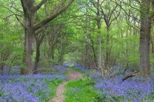 path through the woods bluebells 2-13